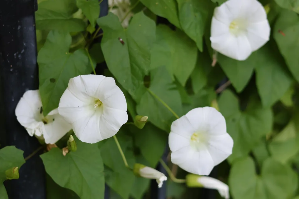 White bindweed trumpets and broad green leaves, with overlapping bracts around unopened buds