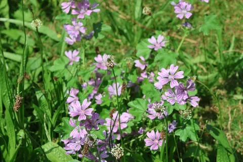 Pink-purple mallow flowers with dark veins and notched petals among rounded green leaves