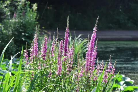 Tall, dense purple-pink loosestrife flower spikes with narrow leaves beside water