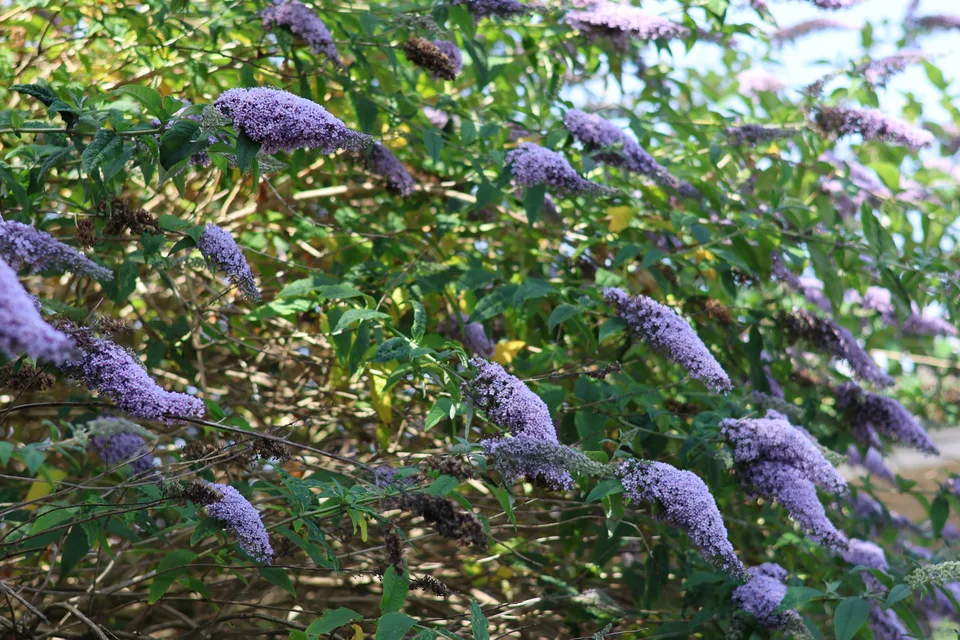Lilac-purple flower clusters on arching leafy branches