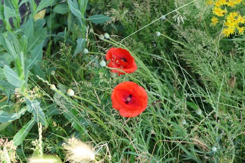 Two red poppy flowers and rounded green seed capsules among grasses