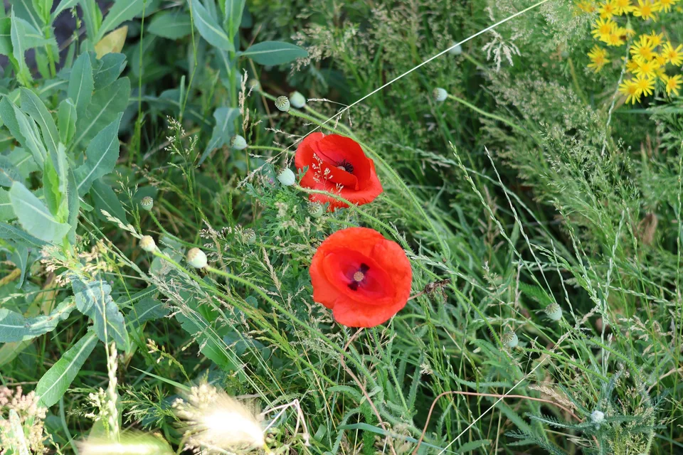 Two red poppy flowers and rounded green seed capsules among grasses