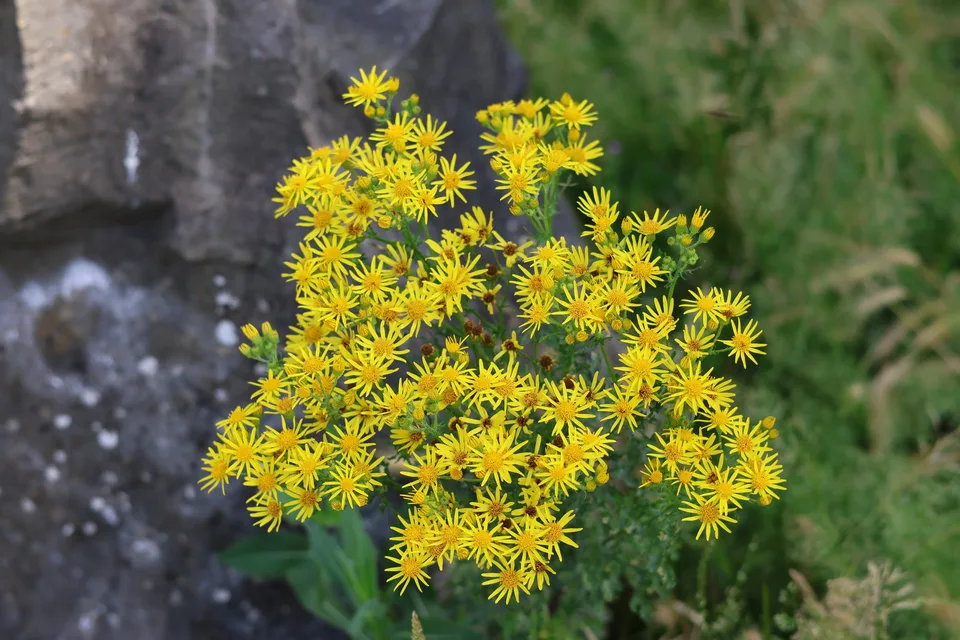 Clusters of bright yellow flowers beside a stone wall