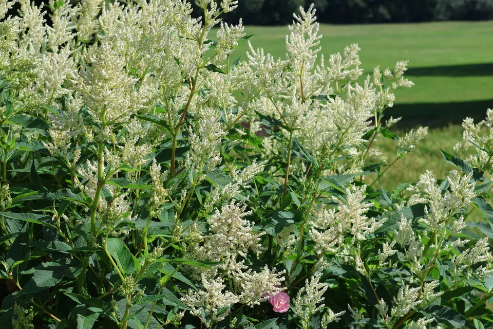Creamy-white flower plumes above pointed green leaves