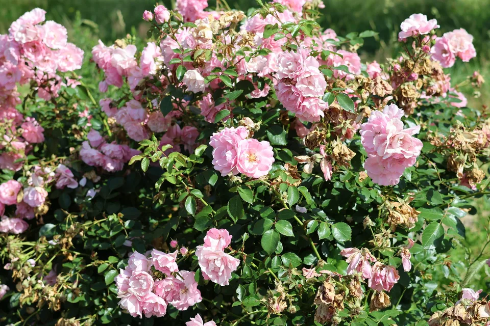 Pale pink roses, buds and faded flowers among glossy green leaves