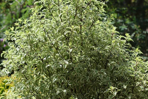 Cream-edged, wavy green pittosporum leaves on fine dark branches