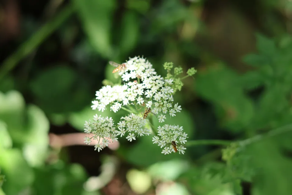 White compound flower umbels with enlarged outer petals, visited by small insects
