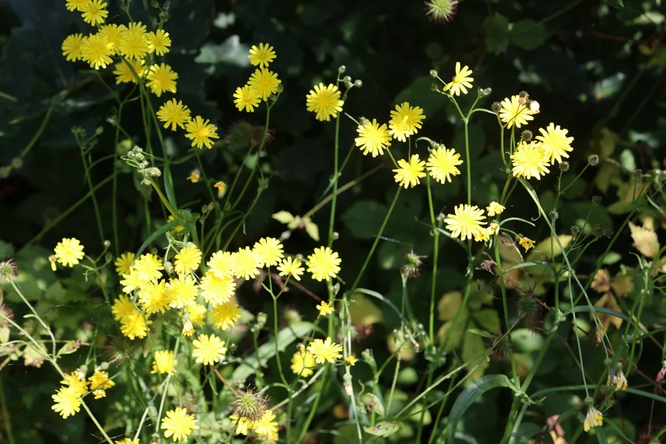 Many yellow hawk’s-beard flower heads on slender branching stems with narrow green leaves