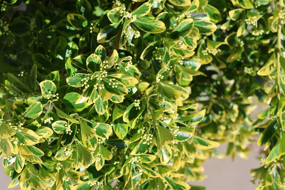 Glossy green spindle leaves with broad yellow margins and clusters of pale buds
