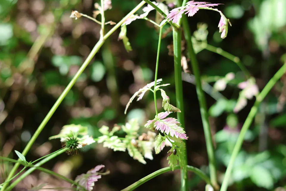 A hooked avens seed head beside toothed, lobed leaves with reddish patches