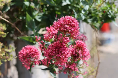 Dense pink-red clusters of small tubular valerian flowers above smooth green leaves