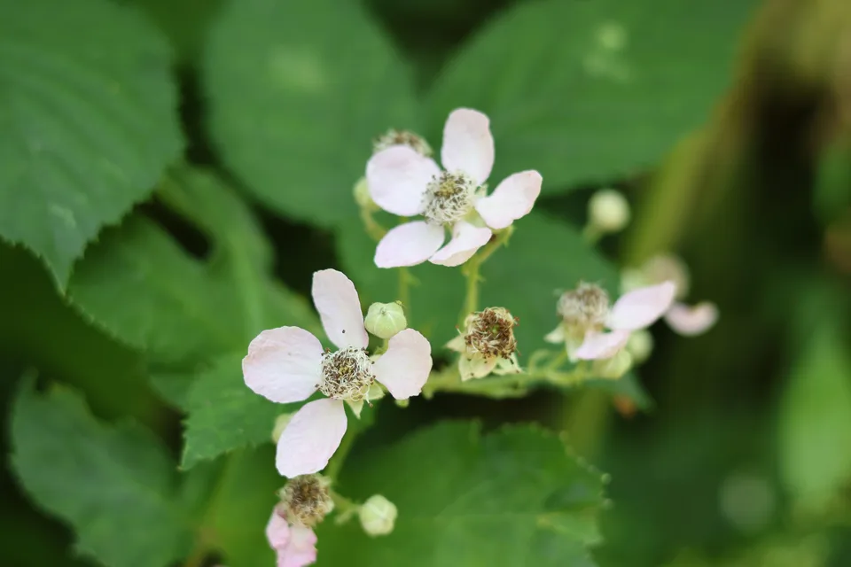 Pale pink bramble flowers with numerous stamens beside toothed green leaves